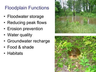 Supporting – water quality, pest control