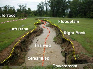 Preserving – species diversitySelf-Design	The reorganization, substitution and shifting of an ecosystem (dynamics and functional processes) whereby it adapts to the environment superimposed upon it.   (Mitsch & Jorgensen, Ecological Engineering)