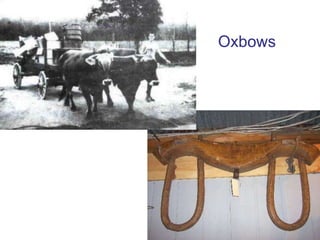 Stream Corridor Longitudinal ProfileStream Corridor Restoration: Principles, Processes, and Practices. 1998. Federal Interagency Stream Restoration Working Group.