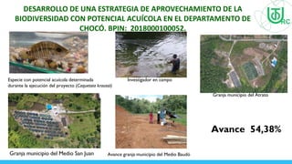 DESARROLLO DE UNA ESTRATEGIA DE APROVECHAMIENTO DE LA
BIODIVERSIDAD CON POTENCIAL ACUÍCOLA EN EL DEPARTAMENTO DE
CHOCÓ. BPIN: 2018000100052.
Especie con potencial acuícola determinada Investigador en campo
durante la ejecución del proyecto (Caquetaia kraussii)
Granja municipio del Atrato
Avance granja municipio del Medio Baudó
Granja municipio del Medio San Juan
Avance 54,38%
 