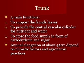 TTrruunnkk 
 33 mmaaiinn ffuunnccttiioonnss:: 
11.. TToo ssuuppppoorrtt tthhee ffrroonnddss lleeaavveess 
22.. TToo pprroovviiddee tthhee cceennttrraall vvaassccuullaarr ccyylliinnddeerr 
ffoorr nnuuttrriieenntt aanndd wwaatteerr 
33.. TToo ssttoorree tthhee ffoooodd ssuuppppllyy iinn ffoorrmm ooff 
ccaarrbboohhyyddrraattee aanndd ssuuggaarr 
 AAnnnnuuaall eelloonnggaattiioonn ooff aabboouutt 4455ccmm ddeeppeenndd 
oonn cclliimmaattiicc ffaaccttoorrss aanndd aaggrroonnoommiicc 
pprraaccttiicceess 
 