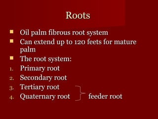 RRoooottss 
 OOiill ppaallmm ffiibbrroouuss rroooott ssyysstteemm 
 CCaann eexxtteenndd uupp ttoo 112200 ffeeeettss ffoorr mmaattuurree 
ppaallmm 
 TThhee rroooott ssyysstteemm:: 
11.. PPrriimmaarryy rroooott 
22.. SSeeccoonnddaarryy rroooott 
33.. TTeerrttiiaarryy rroooott 
44.. QQuuaatteerrnnaarryy rroooott ffeeeeddeerr rroooott 
 