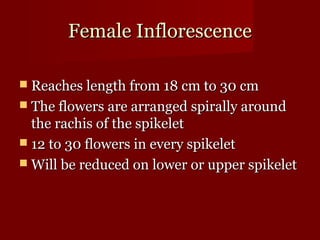 FFeemmaallee IInnfflloorreesscceennccee 
 RReeaacchheess lleennggtthh ffrroomm 1188 ccmm ttoo 3300 ccmm 
 TThhee fflloowweerrss aarree aarrrraannggeedd ssppiirraallllyy aarroouunndd 
tthhee rraacchhiiss ooff tthhee ssppiikkeelleett 
 1122 ttoo 3300 fflloowweerrss iinn eevveerryy ssppiikkeelleett 
WWiillll bbee rreedduucceedd oonn lloowweerr oorr uuppppeerr ssppiikkeelleett 
 