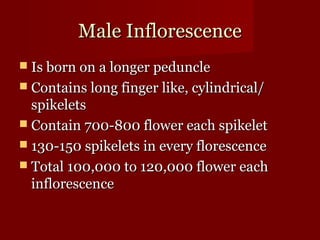 MMaallee IInnfflloorreesscceennccee 
 IIss bboorrnn oonn aa lloonnggeerr ppeedduunnccllee 
 CCoonnttaaiinnss lloonngg ffiinnggeerr lliikkee,, ccyylliinnddrriiccaall// 
ssppiikkeelleettss 
 CCoonnttaaiinn 770000--880000 fflloowweerr eeaacchh ssppiikkeelleett 
 113300--115500 ssppiikkeelleettss iinn eevveerryy fflloorreesscceennccee 
 TToottaall 110000,,000000 ttoo 112200,,000000 fflloowweerr eeaacchh 
iinnfflloorreesscceennccee 
 