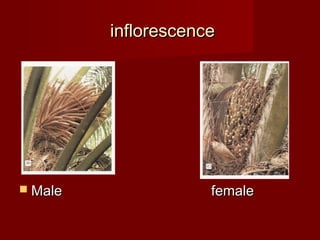 iinnfflloorreesscceennccee 
 MMaallee ffeemmaallee 
 