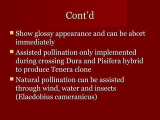 CCoonntt’’dd 
 SShhooww gglloossssyy aappppeeaarraannccee aanndd ccaann bbee aabboorrtt 
iimmmmeeddiiaatteellyy 
 AAssssiisstteedd ppoolllliinnaattiioonn oonnllyy iimmpplleemmeenntteedd 
dduurriinngg ccrroossssiinngg DDuurraa aanndd PPiissiiffeerraa hhyybbrriidd 
ttoo pprroodduuccee TTeenneerraa cclloonnee 
 NNaattuurraall ppoolllliinnaattiioonn ccaann bbee aassssiisstteedd 
tthhrroouugghh wwiinndd,, wwaatteerr aanndd iinnsseeccttss 
(EEllaaeeddoobbiiuuss ccaammeerraanniiccuuss)) 
 