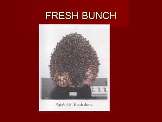 FFRREESSHH BBUUNNCCHH 
 