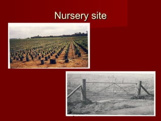 NNuurrsseerryy ssiittee 
 