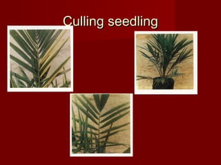 CCuulllliinngg sseeeeddlliinngg 
 