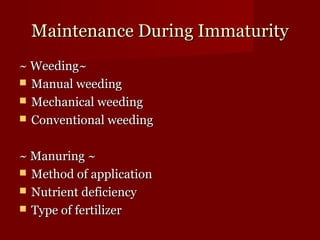 MMaaiinntteennaannccee DDuurriinngg IImmmmaattuurriittyy 
~~ WWeeeeddiinngg~~ 
 MMaannuuaall wweeeeddiinngg 
 MMeecchhaanniiccaall wweeeeddiinngg 
 CCoonnvveennttiioonnaall wweeeeddiinngg 
~~ MMaannuurriinngg ~~ 
 MMeetthhoodd ooff aapppplliiccaattiioonn 
 NNuuttrriieenntt ddeeffiicciieennccyy 
 TTyyppee ooff ffeerrttiilliizzeerr 
 
