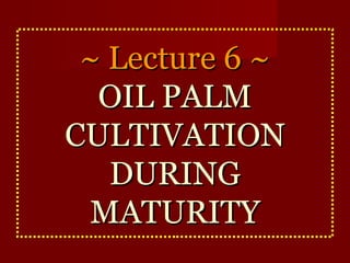 ~~ LLeeccttuurree 66 ~~ 
OOIILL PPAALLMM 
CCUULLTTIIVVAATTIIOONN 
DDUURRIINNGG 
MMAATTUURRIITTYY 
 