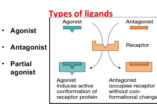 2.pharmacodynamics - Agonists Do All Of The Following Except