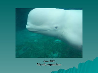 June, 2009 Mystic Aquarium 