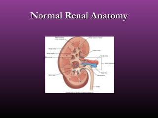 Normal Renal AnatomyNormal Renal Anatomy
 