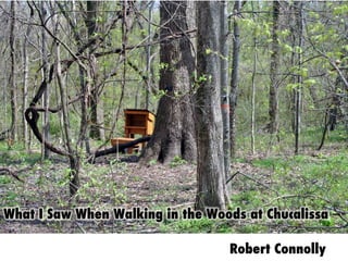 What I Saw When Walking in the Woods at Chucalissa –	
  	
  
	
  
Robert Connolly
 