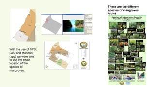 These are the different
species of mangroves
found
With the use of GPS,
GIS, and Manifold
(app) we were able
to plot the e...