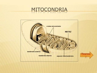 MITOCONDRIA
Regresa
r
 
