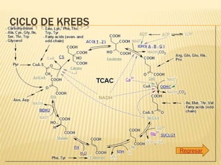 CICLO DE KREBS
Regresar
 