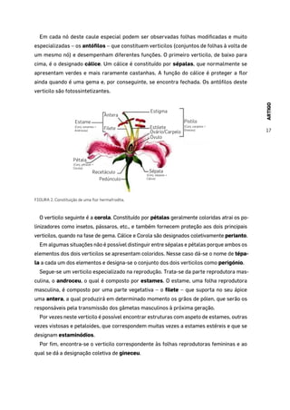 ARTIGO
17
Em cada nó deste caule especial podem ser observadas folhas modificadas e muito
especializadas – os antófilos – que constituem verticilos (conjuntos de folhas à volta de
um mesmo nó) e desempenham diferentes funções. O primeiro verticilo, de baixo para
cima, é o designado cálice. Um cálice é constituído por sépalas, que normalmente se
apresentam verdes e mais raramente castanhas. A função do cálice é proteger a flor
ainda quando é uma gema e, por conseguinte, se encontra fechada. Os antófilos deste
verticilo são fotossintetizantes.
Estame
Antera
Filete
Estigma
Pistilo
Pétala
SépalaRecetáculo
Pedúnculo
Estilete
Ovário/Carpelo
Óvulo
(Conj. carpelos =
Gineceu)
(Conj. sépalas =
Cálice)
(Conj. pétalas =
Corola)
(Conj. estames =
Androceu)
FIGURA 2. Constituição de uma flor hermafrodita.
O verticilo seguinte é a corola. Constituído por pétalas geralmente coloridas atrai os po-
linizadores como insetos, pássaros, etc., e também fornecem proteção aos dois principais
verticilos, quando na fase de gema. Cálice e Corola são designados coletivamente perianto.
Em algumas situações não é possível distinguir entre sépalas e pétalas porque ambos os
elementos dos dois verticilos se apresentam coloridos. Nesse caso dá-se o nome de tépa-
la a cada um dos elementos e designa-se o conjunto dos dois verticilos como perigónio.
Segue-se um verticilo especializado na reprodução. Trata-se da parte reprodutora mas-
culina, o androceu, o qual é composto por estames. O estame, uma folha reprodutora
masculina, é composto por uma parte vegetativa – o filete – que suporta no seu ápice
uma antera, a qual produzirá em determinado momento os grãos de pólen, que serão os
responsáveis pela transmissão dos gâmetas masculinos à próxima geração.
Por vezes neste verticilo é possível encontrar estruturas com aspeto de estames, outras
vezes vistosas e petaloides, que correspondem muitas vezes a estames estéreis e que se
designam estaminódios.
Por fim, encontra-se o verticilo correspondente às folhas reprodutoras femininas e ao
qual se dá a designação coletiva de gineceu.
 