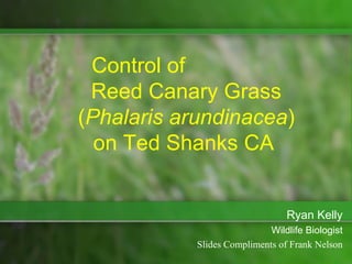 Control of
 Reed Canary Grass
(Phalaris arundinacea)
  on Ted Shanks CA


                                 Ryan Kelly
                             Wildlife Biologist
            Slides Compliments of Frank Nelson
 