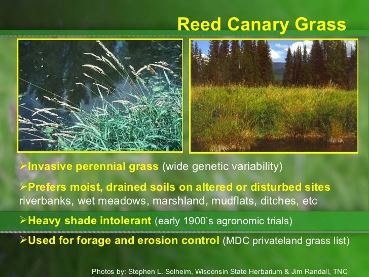 Control of Reed Canary Grass