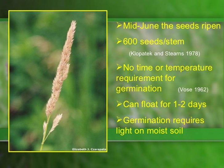 Control of Reed Canary Grass