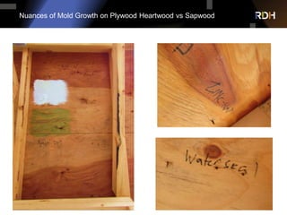 Nuances of Mold Growth on Plywood Heartwood vs Sapwood
 