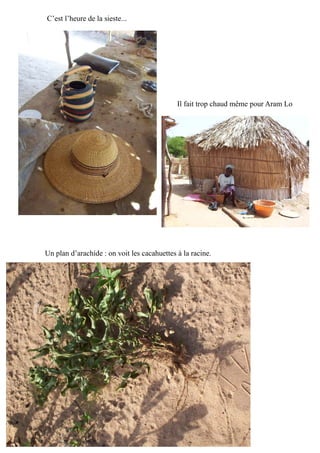 C’est l’heure de la sieste...
Il fait trop chaud même pour Aram Lo
Un plan d’arachide : on voit les cacahuettes à la racine.
 
