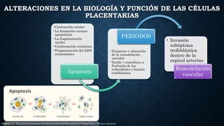 ALTERACIONES EN LA BIOLOGÍA Y FUNCIÓN DE LAS CÉLULAS
PLACENTARIAS
Capitulo 17 Placental Function in Intrauterine Growth Re...