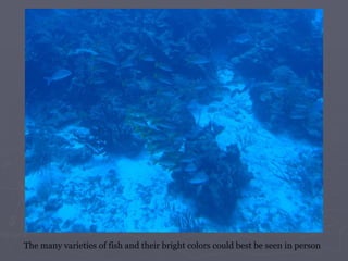 The many varieties of fish and their bright colors could best be seen in person 