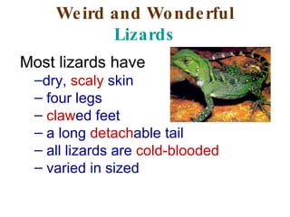 Weird and Wonderful  Lizards ,[object Object],[object Object],[object Object],[object Object],[object Object],[object Object],[object Object]