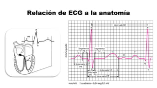 Relación de ECG a la anatomía
 