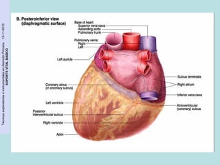 Técnicas exploratorias e instrumentales en Atención Primaria. 15-11-2010 
SOPORTE VITAL BASICO 
 