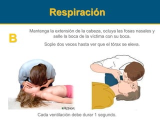 Respiración
Mantenga la extensión de la cabeza, ocluya las fosas nasales y
selle la boca de la víctima con su boca.
Sople dos veces hasta ver que el tórax se eleva.
Cada ventilación debe durar 1 segundo.
B
 