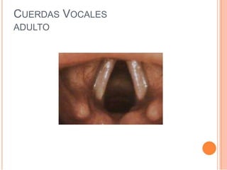 CUERDAS VOCALES
ADULTO
 