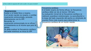 ¿Cómo evalúa la respuesta del recién nacido a los pasos iniciales?
Respiraciones
Evalúe si el bebé llora o respira.
Si el recién nacido no respira, o exhibe
respiración entrecortada, proceda
directamente con la VPP.
Recuerde, la
respiración entrecortada no es eficaz y
el tratamiento es el mismo que para la
apnea.
Se debe evaluar la frecuencia cardíaca
del bebé mientras se inicia la VPP
Frecuencia cardíaca
Si el bebé respira de forma eficaz, la frecuencia
cardíaca debe ser de al menos 100 lpm.
Su evaluación inicial de la frecuencia cardíaca se
realizará usandoun estetoscopio. La auscultación a
lo largo del lado izquierdo del pecho es elmétodo de
examen físico más exacto para determinar la
frecuencia cardíaca de un recién nacido
 
