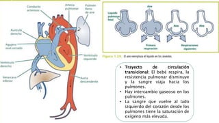 • Trayecto de circulación
transicional: El bebé respira, la
resistencia pulmonar disminuye
y la sangre viaja hacia los
pulmones.
• Hay intercambio gaseoso en los
pulmones.
• La sangre que vuelve al lado
izquierdo del corazón desde los
pulmones tiene la saturación de
oxígeno más elevada.
 