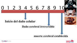 0 1 2 3 4 5 6 7 8 9 10
Inicio del daño celular
Daño cerebral irreversible
muerte cerebral establecida
 