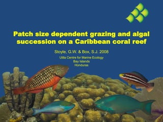 Patch size dependent grazing and algal  succession on a Caribbean coral reef Stoyle, G.W. & Box, S.J. 2008 Utila Centre for Marine Ecology Bay Islands Honduras 