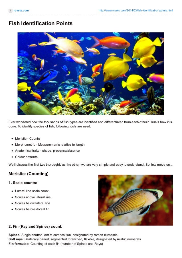 Fish Identification Points