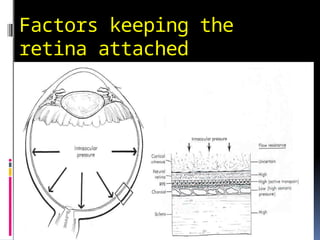 Factors keeping the
retina attached
 