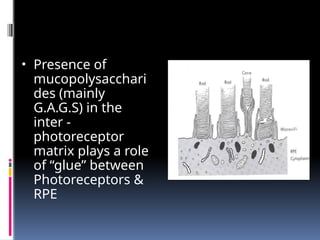 Inter Photoreceptor Matrix
• Presence of
mucopolysacchari
des (mainly
G.A.G.S) in the
inter -
photoreceptor
matrix plays a role
of “glue” between
Photoreceptors &
RPE
 