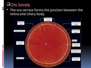 Ora Serrata
 The ora serrata forms the junction between the
retina and ciliary body.
 