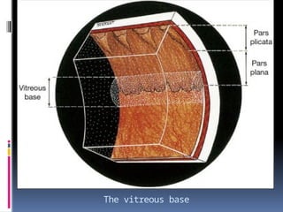 The vitreous base
 