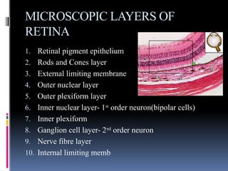 MICROSCOPIC LAYERS OF
RETINA
1. Retinal pigment epithelium
2. Rods and Cones layer
3. External limiting membrane
4. Outer nuclear layer
5. Outer plexiform layer
6. Inner nuclear layer- 1st
order neuron(bipolar cells)
7. Inner plexiform
8. Ganglion cell layer- 2nd
order neuron
9. Nerve fibre layer
10. Internal limiting memb
 