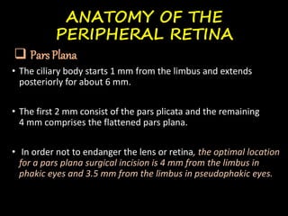 ANATOMY OF THE
PERIPHERAL RETINA
 Pars Plana
• The ciliary body starts 1 mm from the limbus and extends
posteriorly for about 6 mm.
• The first 2 mm consist of the pars plicata and the remaining
4 mm comprises the flattened pars plana.
• In order not to endanger the lens or retina, the optimal location
for a pars plana surgical incision is 4 mm from the limbus in
phakic eyes and 3.5 mm from the limbus in pseudophakic eyes.
 
