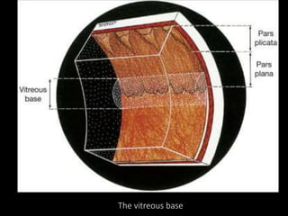 The vitreous base
 