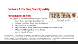 Factors Affecting Seed Quality
Physiological Factors
 