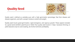 Quality Seed
 