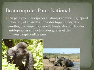 On peutyvoir des espèces en danger comme le guépard (cheetah) et aussi des lions, des hippotames, des gorilles, des léopards, des éléphants, des buffles, des antilopes, des rhinocéros, des girafes et des milliersd’espècesd’oiseaux.Beaucoup des Parcs National